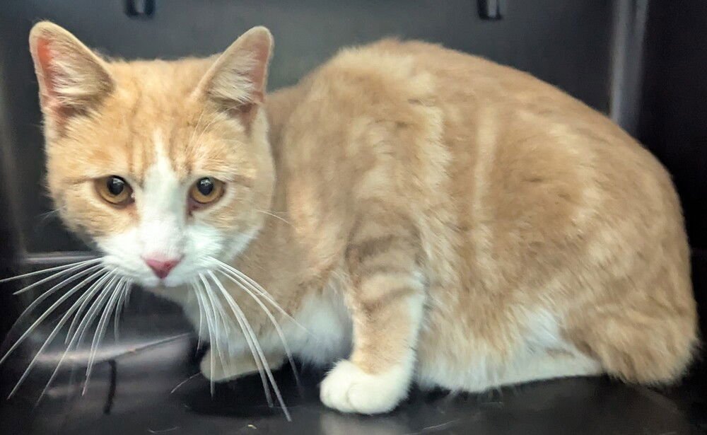 NIXON - Domestic Short Hair available for adoption