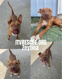 Zeytina - Photo 3