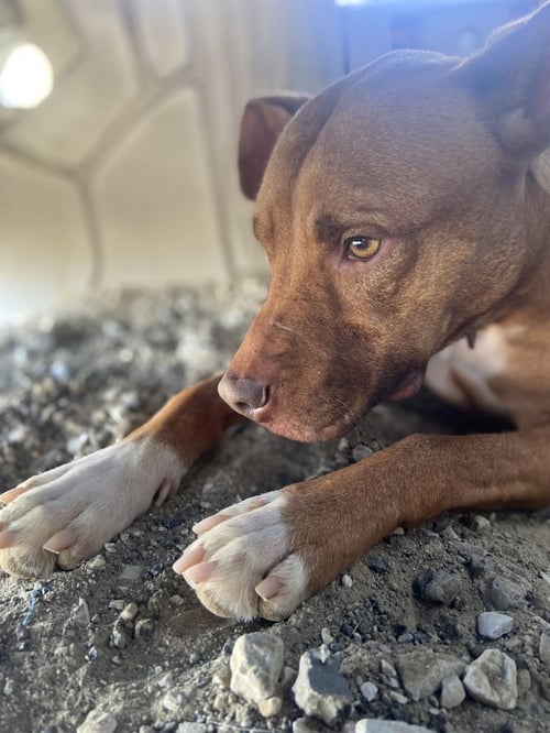 ZEYTINA - Pit Bull Terrier available for adoption