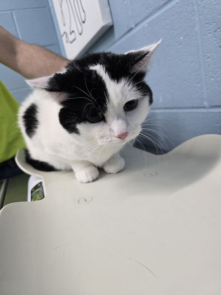 NOEL - Domestic Short Hair available for adoption