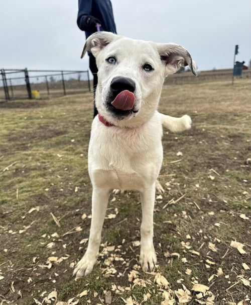 HUCK FINN - Husky available for adoption