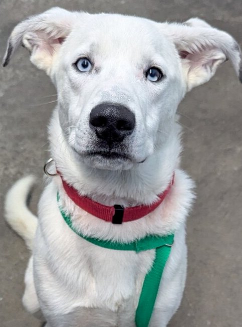 HUCK FINN - Husky available for adoption