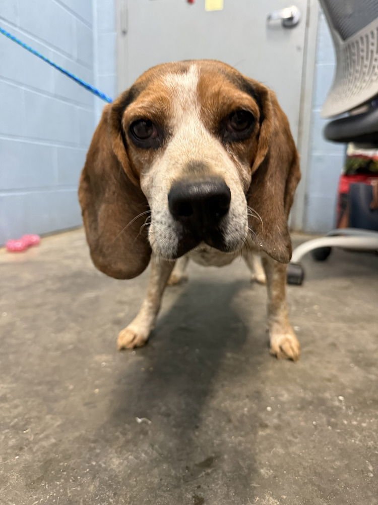 REAGLE - Beagle available for adoption
