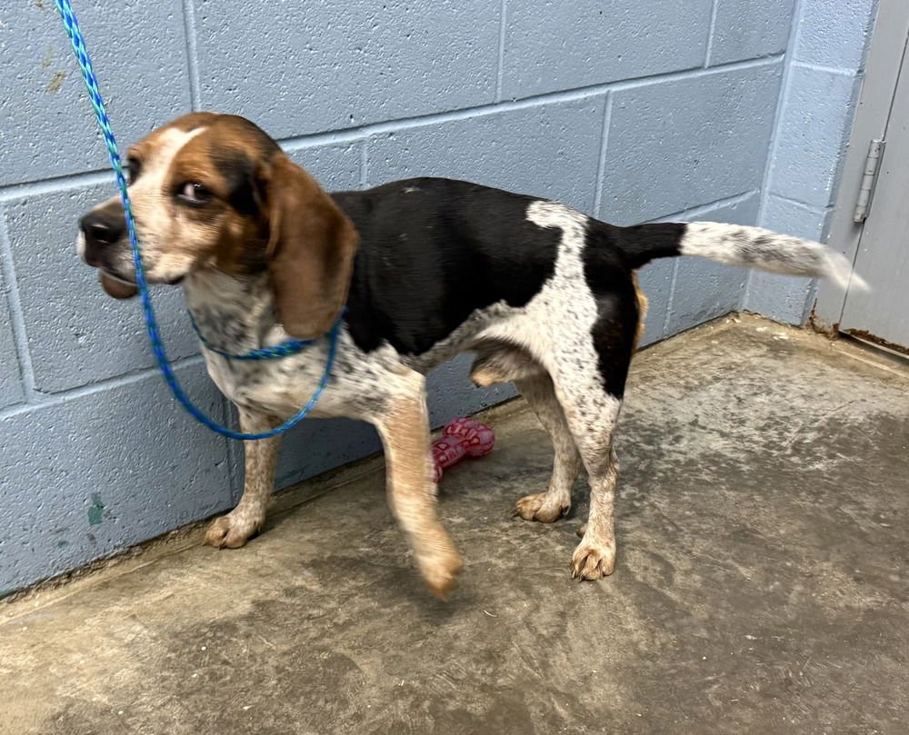 REAGLE - Beagle available for adoption