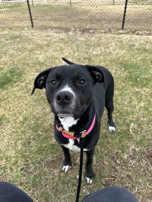 HERA "MEADOW - Pit Bull Terrier available for adoption