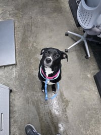 Hera "Meadow - Photo 2