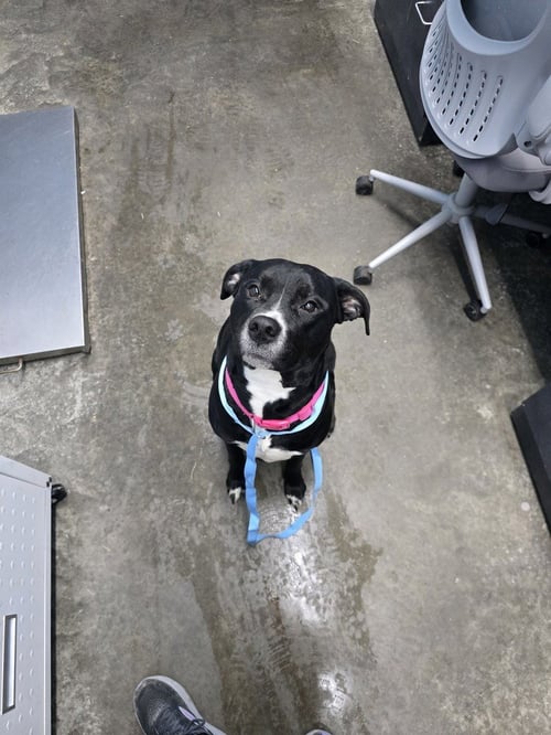 HERA "MEADOW - Pit Bull Terrier available for adoption