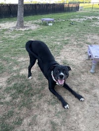 Hera "Meadow - Photo 3