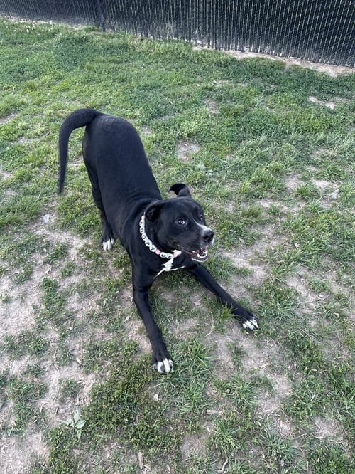 HERA "MEADOW - Pit Bull Terrier available for adoption