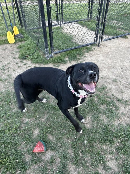 HERA "MEADOW - Pit Bull Terrier available for adoption