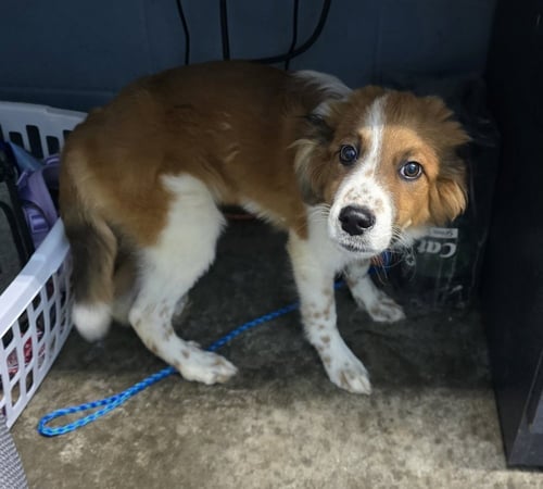 SORGHO - Australian Shepherd / Collie available for adoption