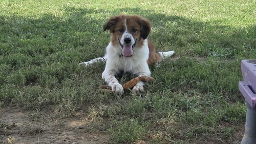 SORGHO - Australian Shepherd / Collie available for adoption