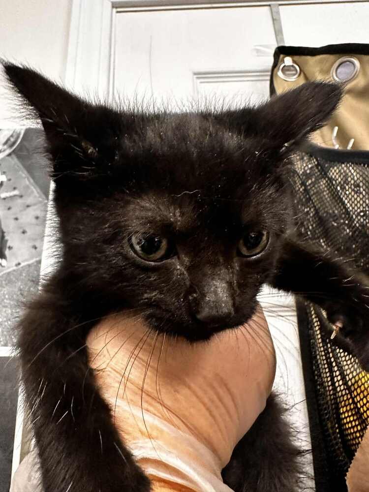 ELIAN - Domestic Short Hair available for adoption