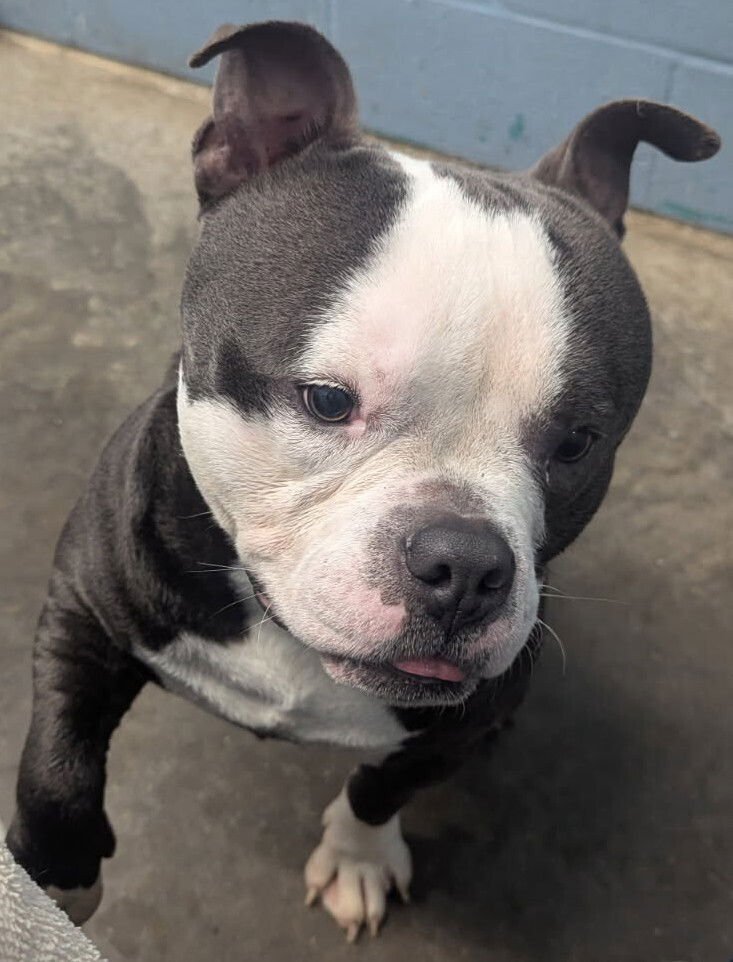 WOOKIE - American Pit Bull Terrier available for adoption