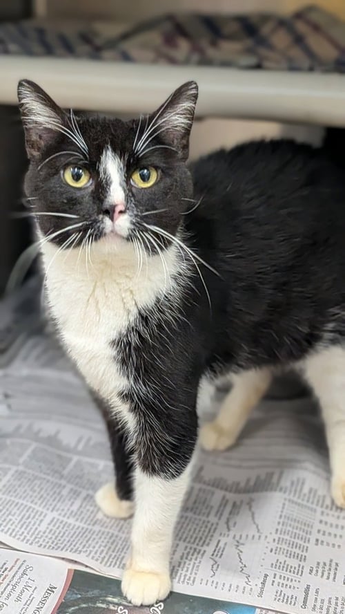 ENGLISH - Domestic Short Hair available for adoption