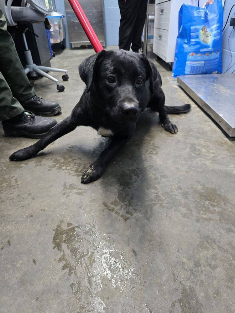 CHERRY - Rottweiler / Husky available for adoption