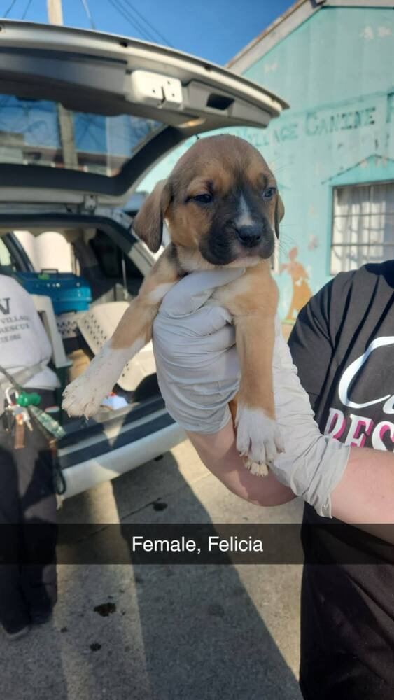 FELICIA - Terrier available for adoption