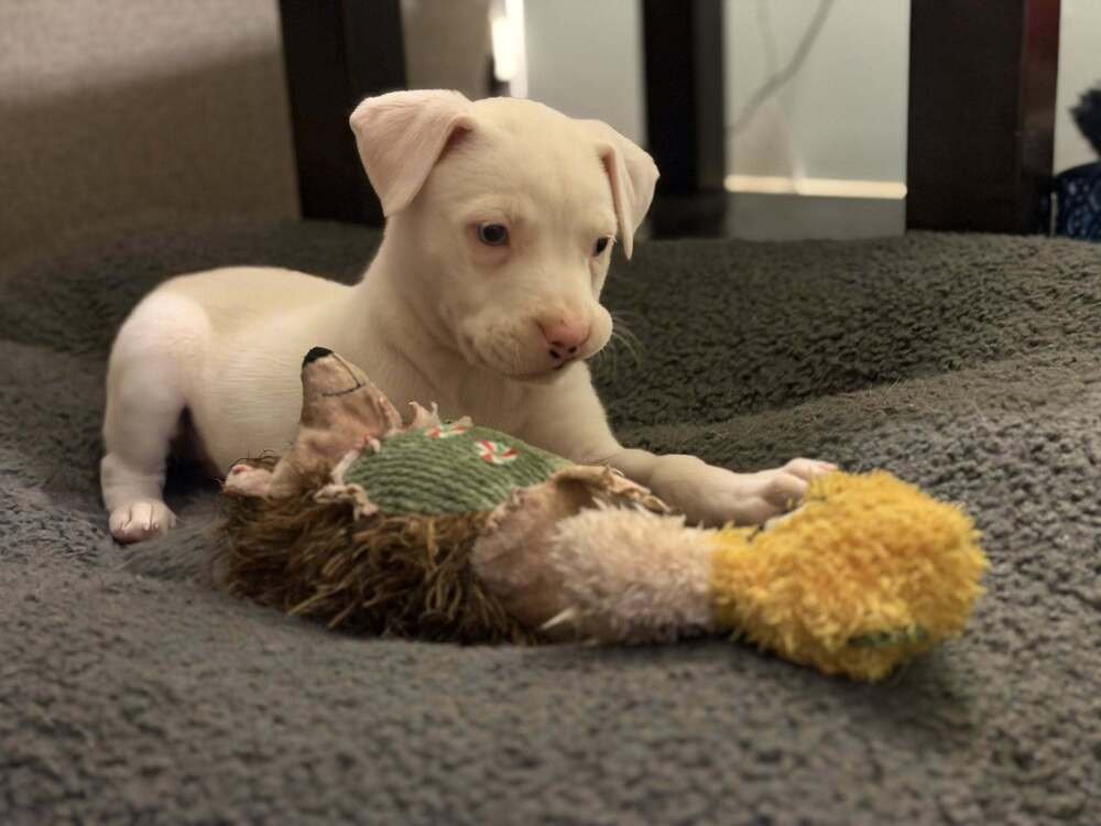 CLAWDIA - Boxer / Husky available for adoption