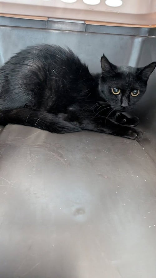 POM - Domestic Short Hair available for adoption