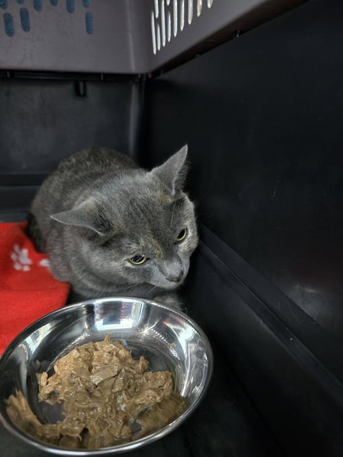 SMOKE - Domestic Short Hair available for adoption