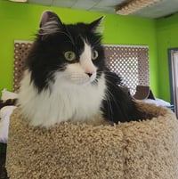 Yzma - Photo 1
