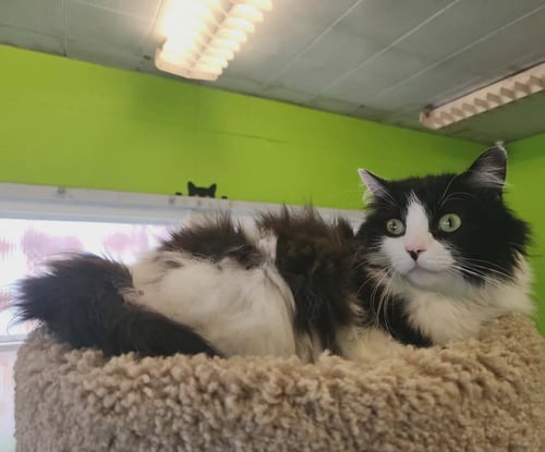 YZMA - Domestic Long Hair available for adoption
