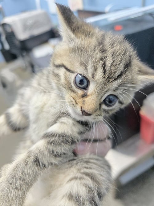 CAULDRON - Domestic Short Hair available for adoption