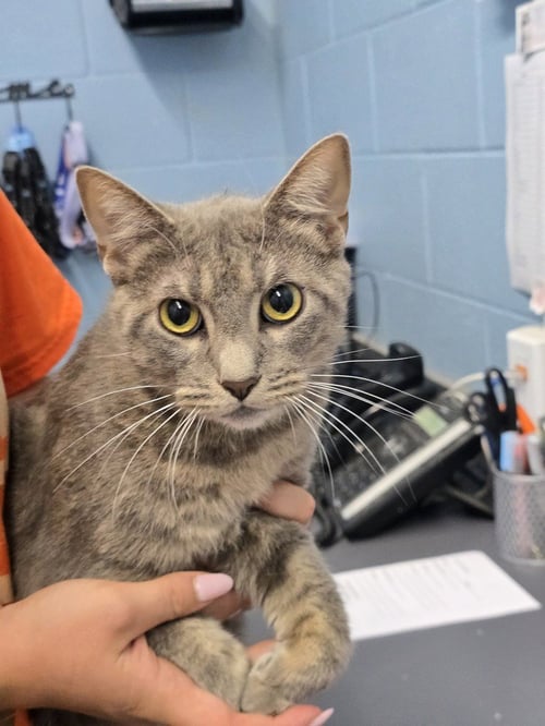 ENZO - Domestic Short Hair available for adoption