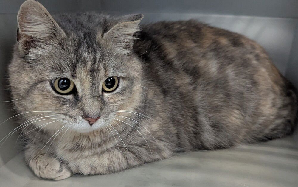 MYSTIC - Domestic Medium Hair available for adoption