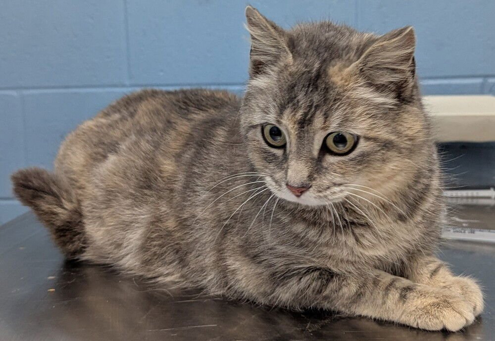 MYSTIC - Domestic Medium Hair available for adoption