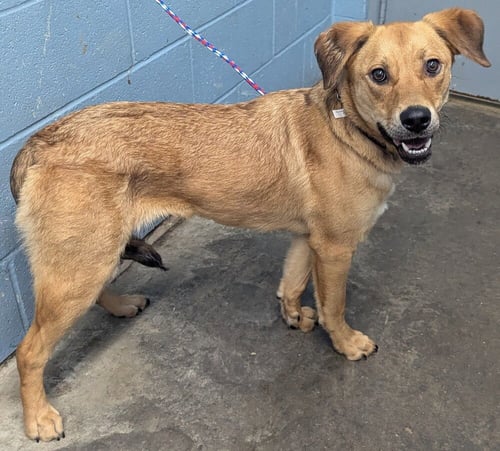 ZELLIE - Labrador Retriever available for adoption