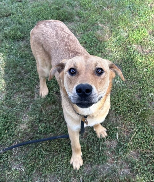 ZELLIE - Labrador Retriever available for adoption