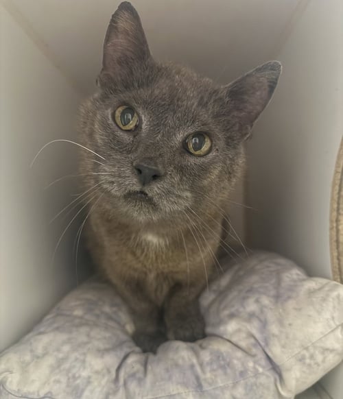 ROCKO - Domestic Short Hair available for adoption