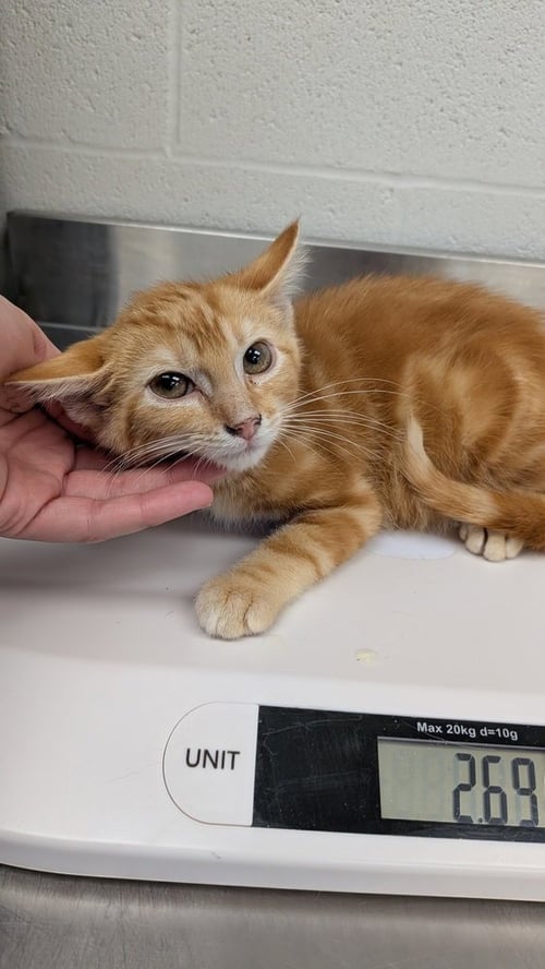 JAGGER - Domestic Short Hair available for adoption