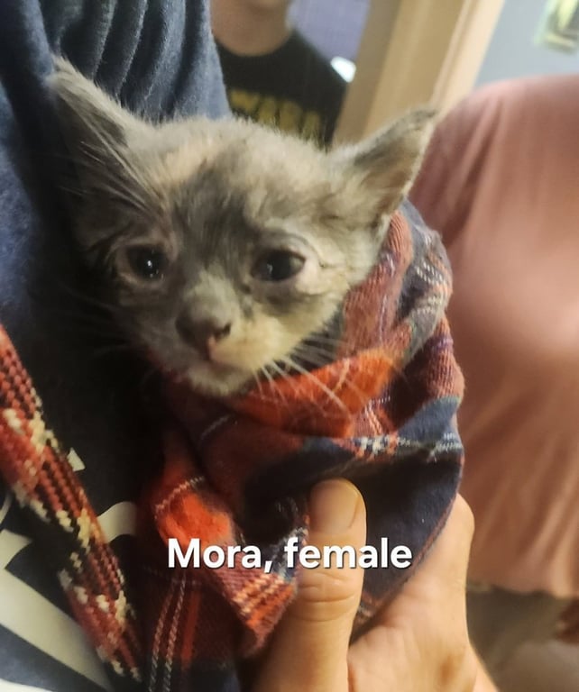 Mora Image