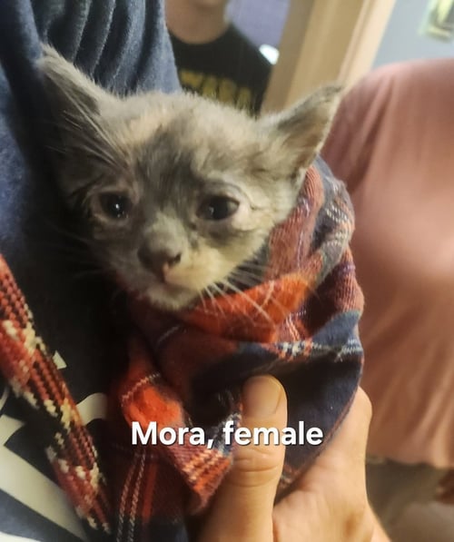 MORA - Domestic Short Hair available for adoption