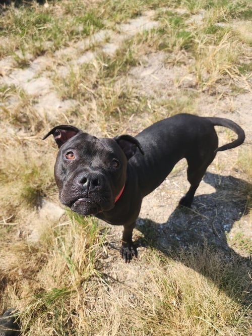 AERIS - Pit Bull Terrier available for adoption