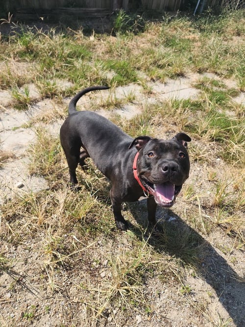 AERIS - Pit Bull Terrier available for adoption