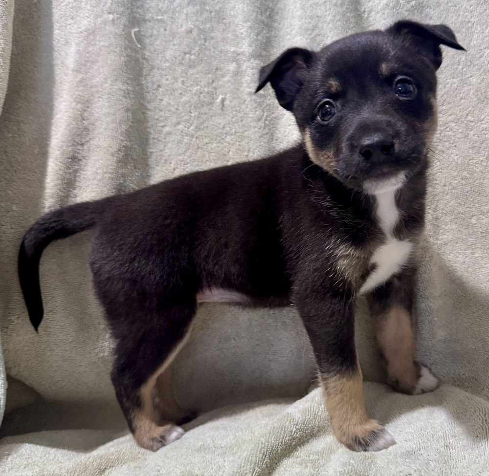 FAMKE - Cattle Dog / Feist available for adoption