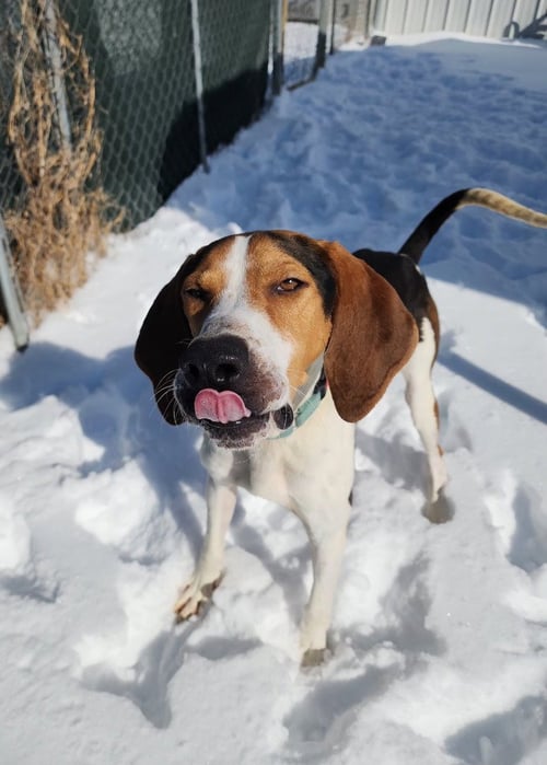 MALLARD - Treeing Walker Coonhound available for adoption