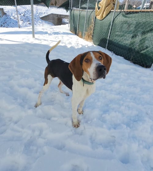 MALLARD - Treeing Walker Coonhound for adoption in Evansville