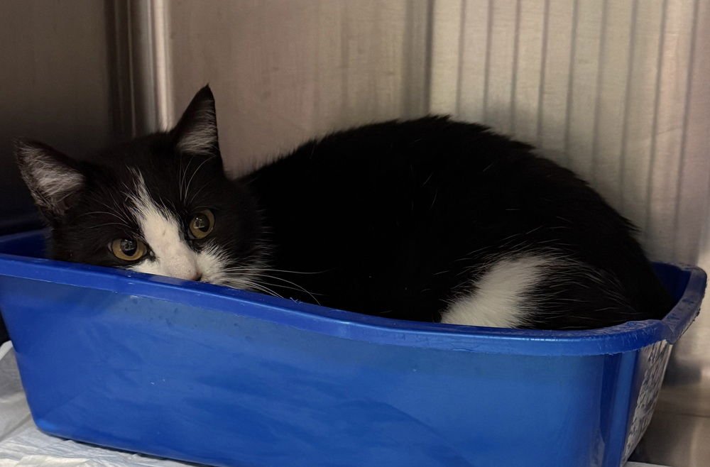 DEWDROP - Domestic Short Hair available for adoption