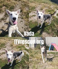 Vada - Photo 2
