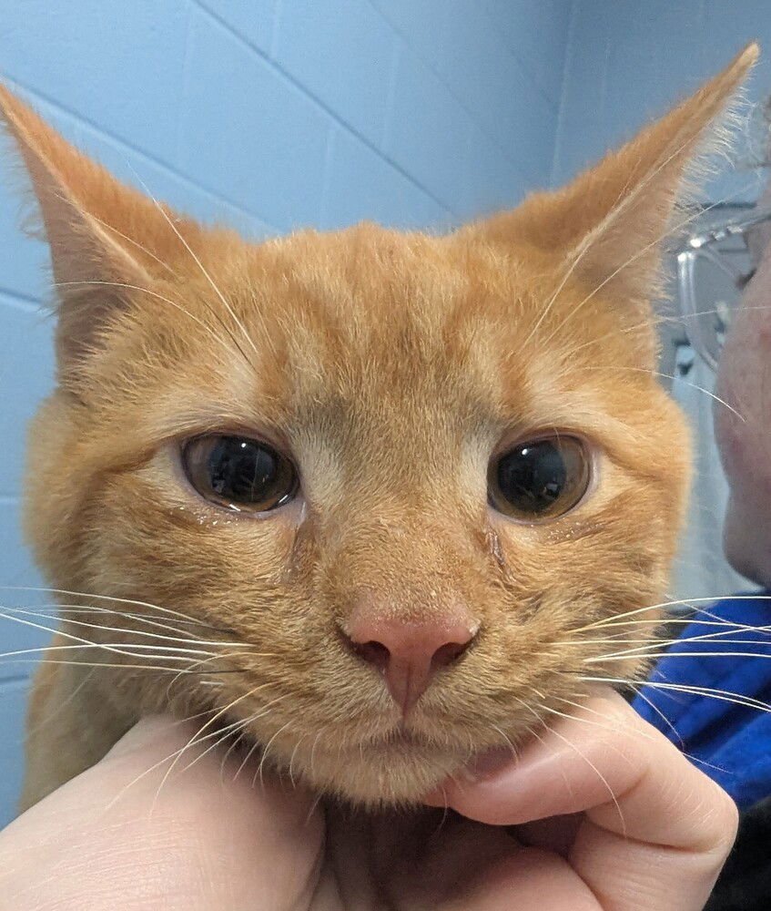 WOBBLE - Domestic Short Hair available for adoption