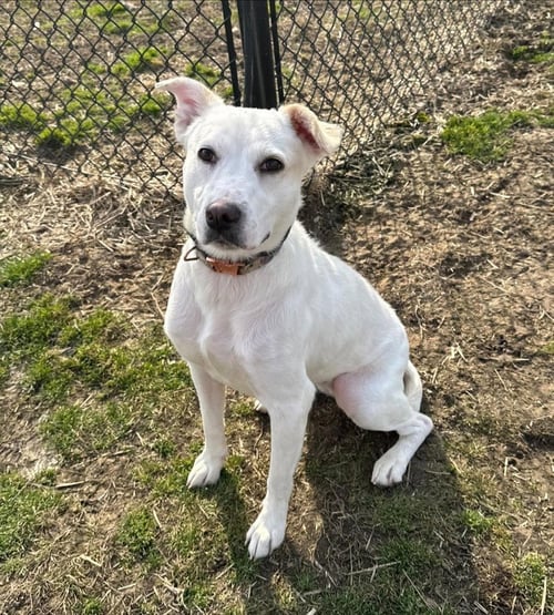BLANCA - Cattle Dog available for adoption