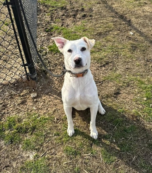 BLANCA - Cattle Dog available for adoption