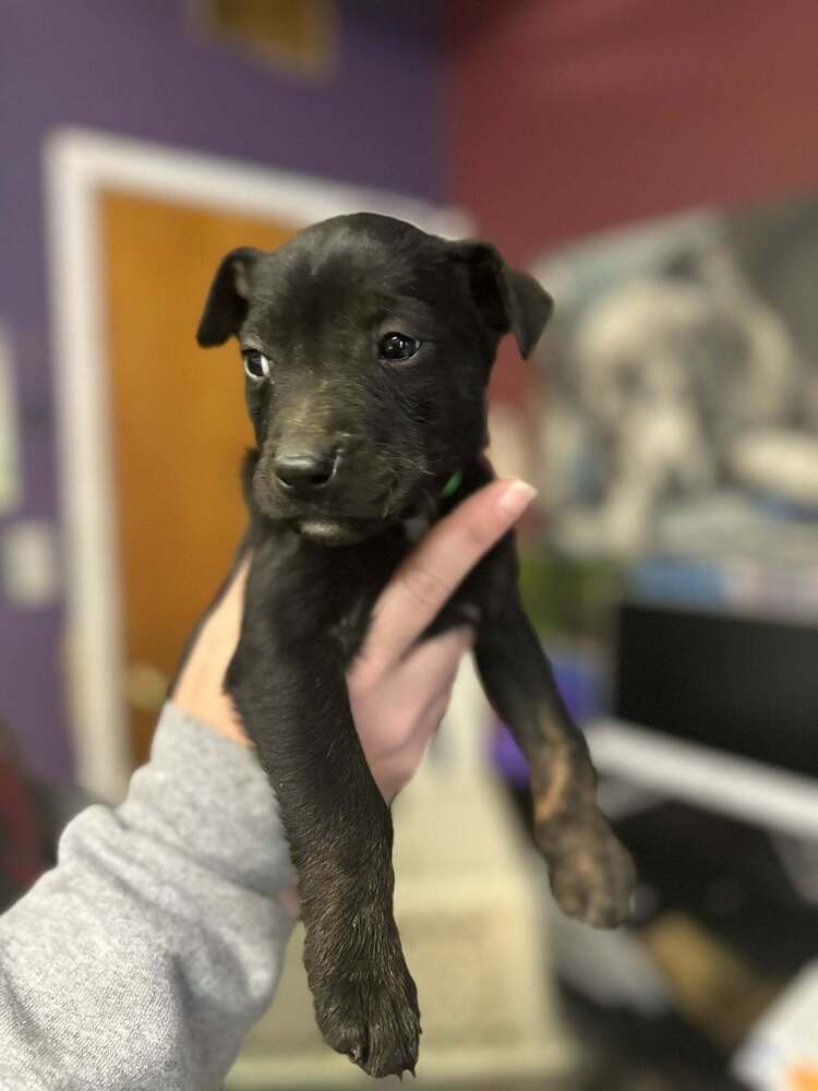 SKI - Terrier available for adoption