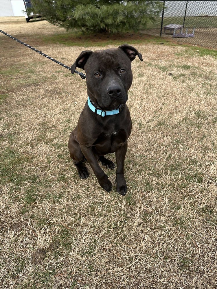 KODIAK - Pit Bull Terrier available for adoption