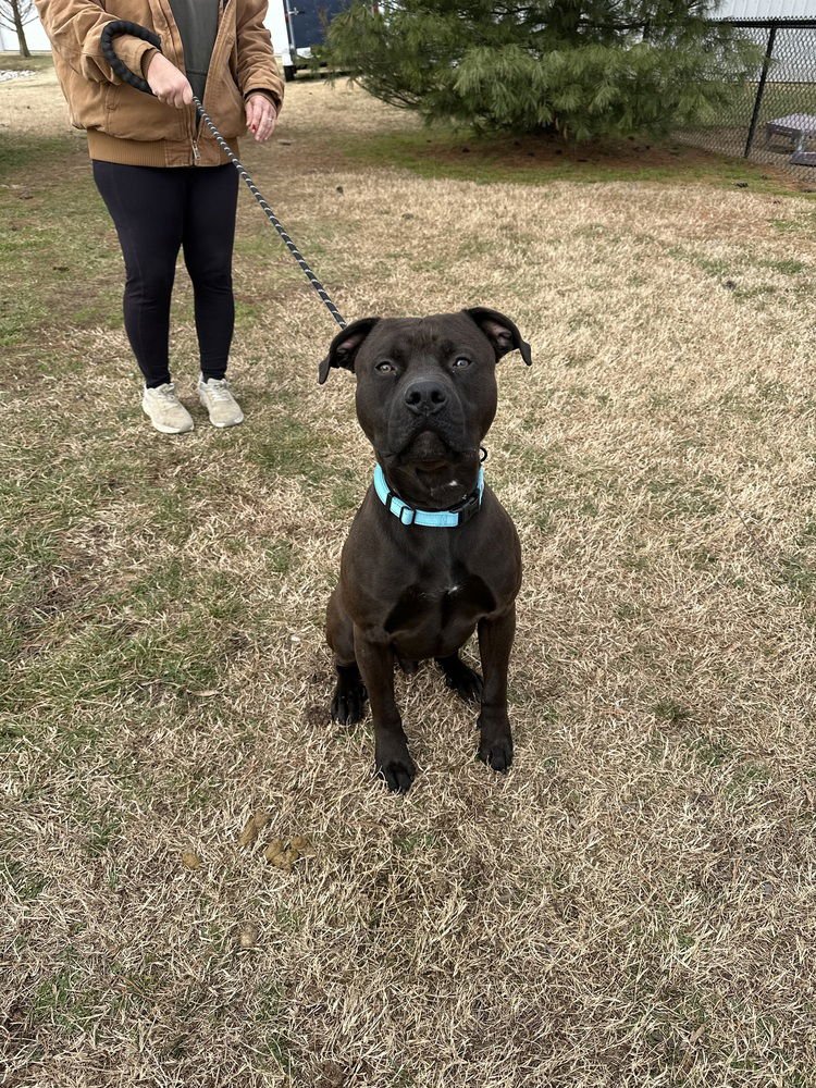 KODIAK - Pit Bull Terrier available for adoption