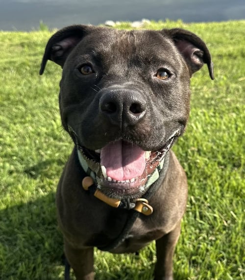 KODIAK - Pit Bull Terrier available for adoption